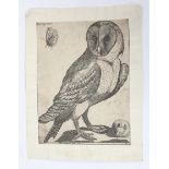 After Jacques Fornazeris (c.1585-1619) and Nicola van Delft, an engraving of a barn owl and mouse.