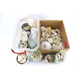 A collection of shells and coral.