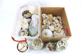 A collection of shells and coral.