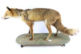 A taxidermy fox. Mounted on a wooden base.