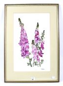 Shirley Blake, watercolour and ink study of a foxglove.