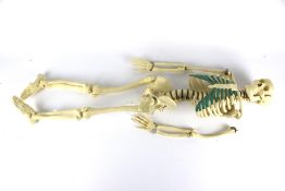 A vintage plastic model of a human skeleton. Approximately 77cm long. Top of the skull is missing.
