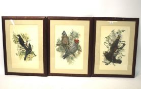 Three framed pictures of exotic birds after J Marshall, 1970s.