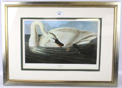 After John James Audubon, a Trumpeter Swan, print. In silvered frame,