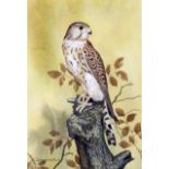 Samara Veera (20th Century), Kestrel perched on a Treestump, watercolour on paper.