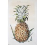 A framed 19th century hand coloured print of a pineapple.