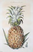 A framed 19th century hand coloured print of a pineapple.