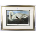 After John James Audubon, a Trumpeter Swan, print. In silvered frame,