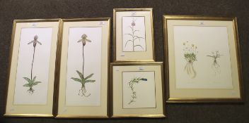 Five botanical studies in coloured pencil by J Porwol.
