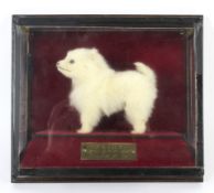 A small taxidermy Pomeranian-type puppy called Fairy.