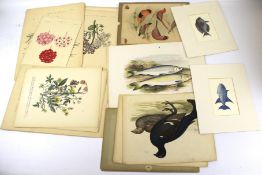An assortment of 19th century and later botanical and animal prints. Featuring birds, plants, etc.