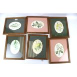 A set of six coloured botanical prints. Depicting 'Snowdrops and Snowflake', 'Daffodil', etc, 20.