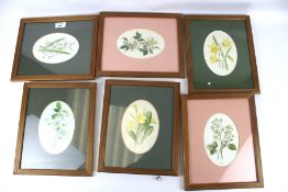 A set of six coloured botanical prints. Depicting 'Snowdrops and Snowflake', 'Daffodil', etc, 20.