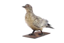A large Geschutzt cold painted bronze of a pigeon.