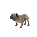 An early 20th century Continental cold painted bronze model of a bulldog.