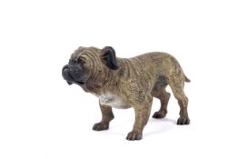 An early 20th century Continental cold painted bronze model of a bulldog.