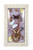 A collection of framed butterflies amongst dried flowers.