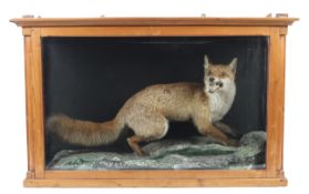 A taxidermy fox in a pine glazed case.