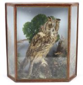 A late 19th/early 20th century cased taxidermy long-eared owl by C Hooper & Son