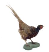 A taxidermy cock pheasant on wooden stand. Stand painted green, H46cm.