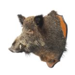 A taxidermy male wild European boar's head.