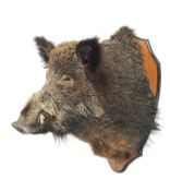 A taxidermy male wild European boar's head.