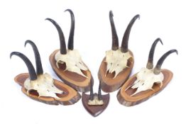 Five small wooden mounted antlers and skulls.