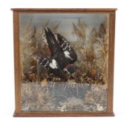A taxidermy of a spotted woodpecker in glass fronted case.