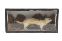 Taxidermy of a stoat in glass case.