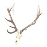 Set of unmounted male red deer antlers from a 12 point stag.