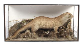 A taxidermy of an otter on a weathered background in a case.
