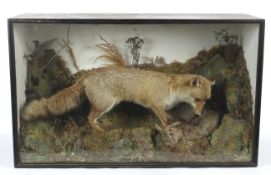 A taxidermy of a fox shown devouring a rabbit. Inside wooden and glass case, 117cm x 71cm x 43cm.