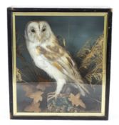 Taxidermy of a barn owl in glass case. Perched atop a tree stump, by A C Foot, 35cm x 40cm x 14cm.
