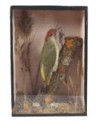 A taxidermy green woodpecker cased by W H Penzance.