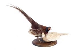 A taxidermy cock and hen pheasant on a wooden stand. H45cm.