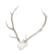 Deer skull and antlers. Unmounted, H67cm.