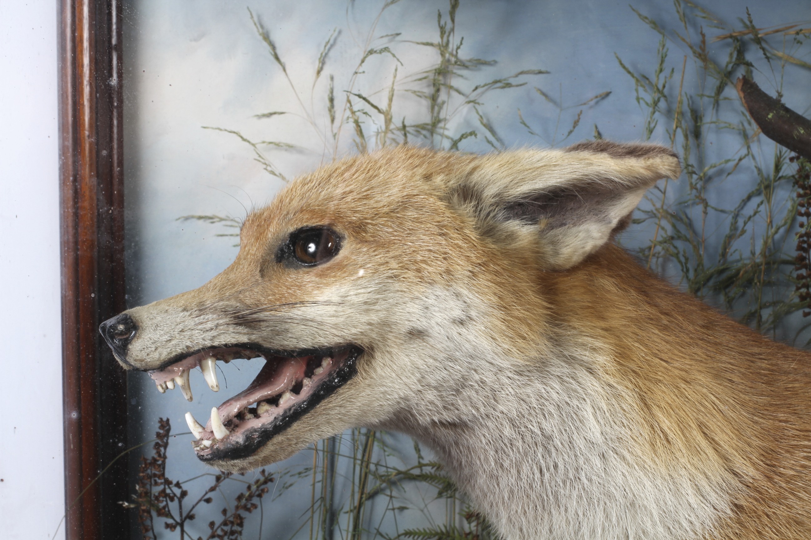A taxidermy fox in a glass case. - Image 2 of 2