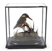 A taxidermy of a kingfisher in glass case. Perched on a branch with naturalistic stones and foliage.