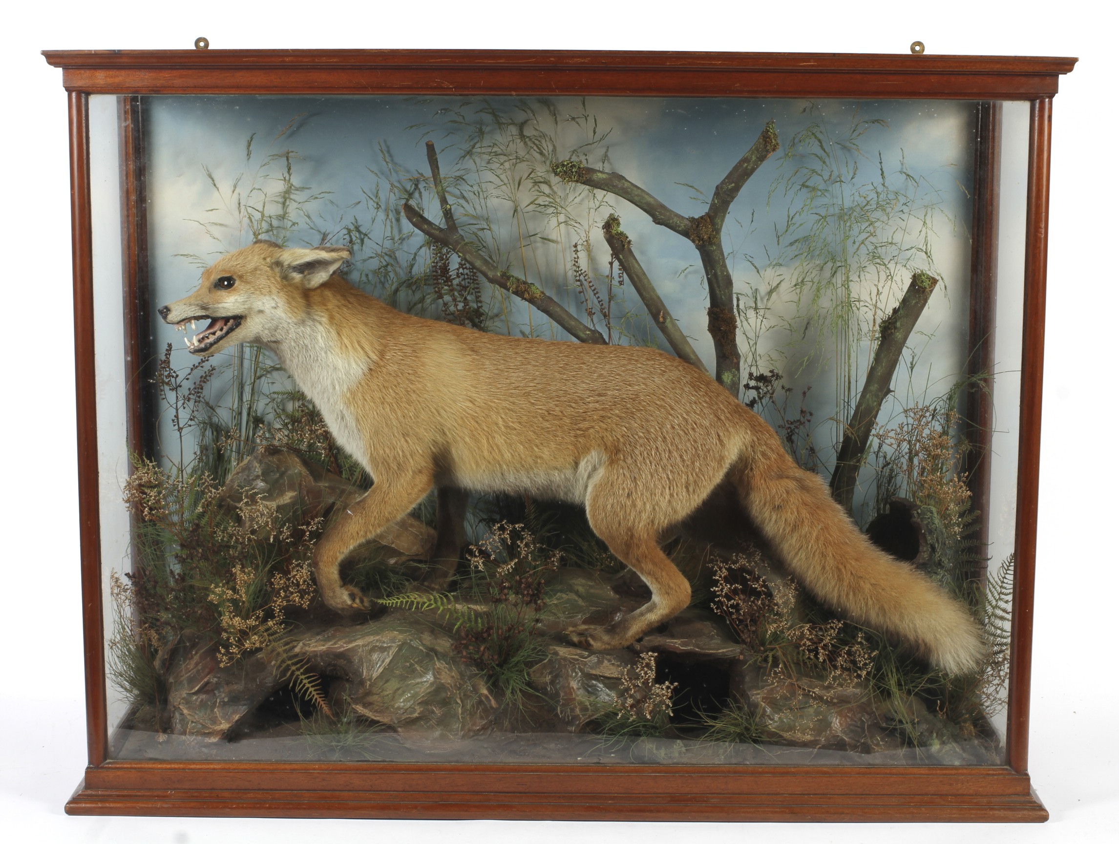 A taxidermy fox in a glass case.