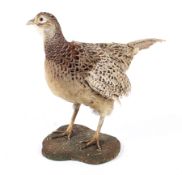 A taxidermy hen pheasant on a weathered stand. H33cm.