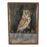 A taxidermy of an owl perched on a branch among foliage in a glass fronted case. 33cm x 45cm x 20cm.