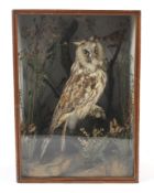 A taxidermy of an owl perched on a branch among foliage in a glass fronted case. 33cm x 45cm x 20cm.