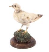 A taxidermy of a dove perched on green scenery. On a wooden stand, H26cm.