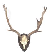 Deer skull with antlers mounted on wooden board. 61cm x 79cm.