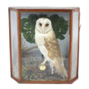 A late 19th/early 20th century cased taxidermy barn owl. Probably by C.