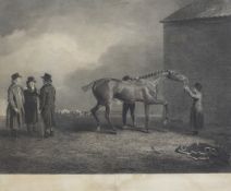 W & G Cooke after B Marshall 1805 Monochrome Equine Engraving 'MULY MOLOCH Property of the Earl of