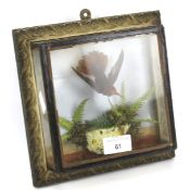 A vintage taxidermy hummingbird. Framed and glazed. L20cm x D7cm x H20.