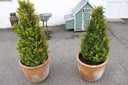 A pair of terracotta pots containing shrubs.