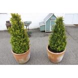 A pair of terracotta pots containing shrubs.