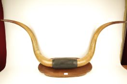 A large pair of bull horns.